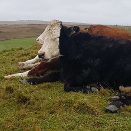 irland rundreise 2022 evelyn_12